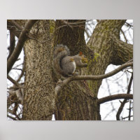 Eichhörnchen aus Ostgraue Eating Oak Blume