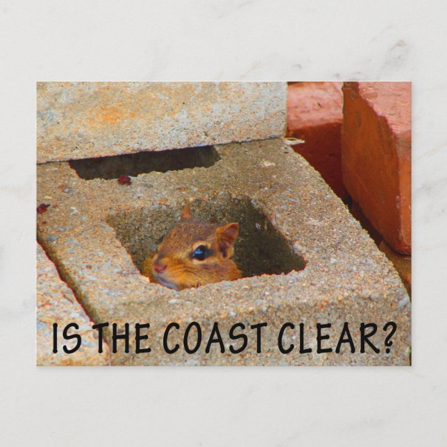 Eichhörnchen ausblenden postkarte (Vorderseite)