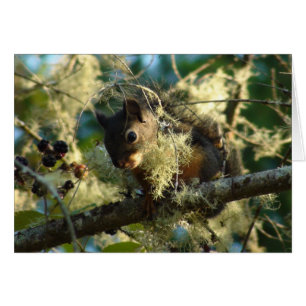 Eichhörnchen-Baby 2009