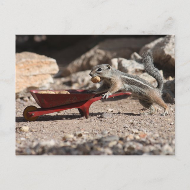 Eichhörnchen-Bauer Postkarte (Vorderseite)