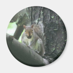 Eichhörnchen Baum-im Tierkunst-Magneten Magnet