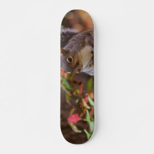 Eichhörnchen beginnt geduldig skateboard