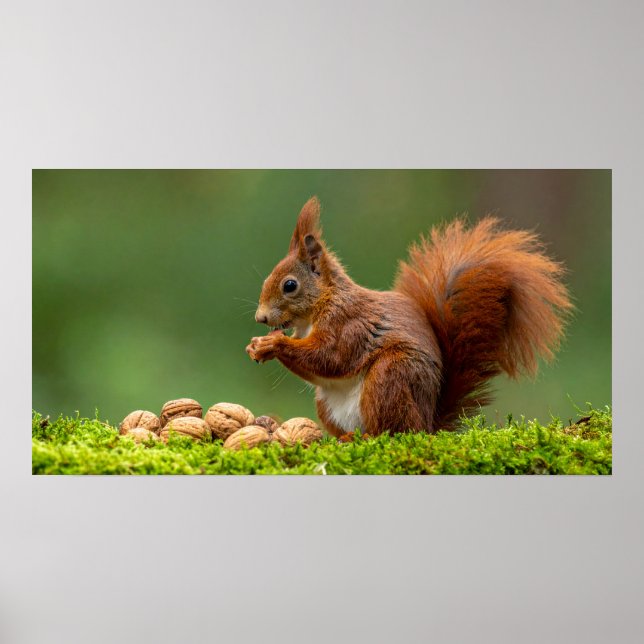 Eichhörnchen beim Nussessen Poster (Vorne)