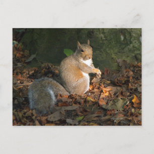 Eichhörnchen - Bute Park, Cardiff, Wales, UK Postkarte