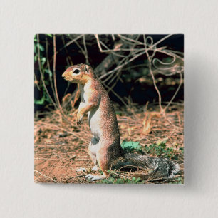 Eichhörnchen Button