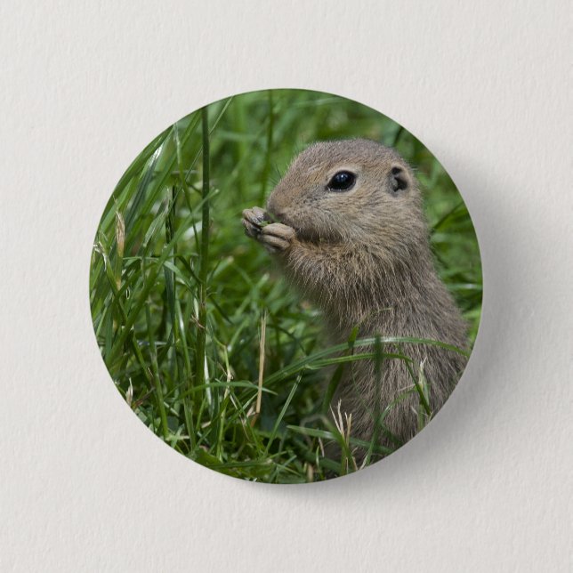 Eichhörnchen Button (Vorderseite)