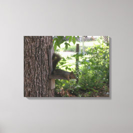 Eichhörnchen Canvas Print Leinwanddruck