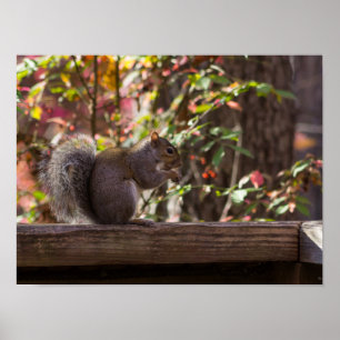 Eichhörnchen Chow Time Poster