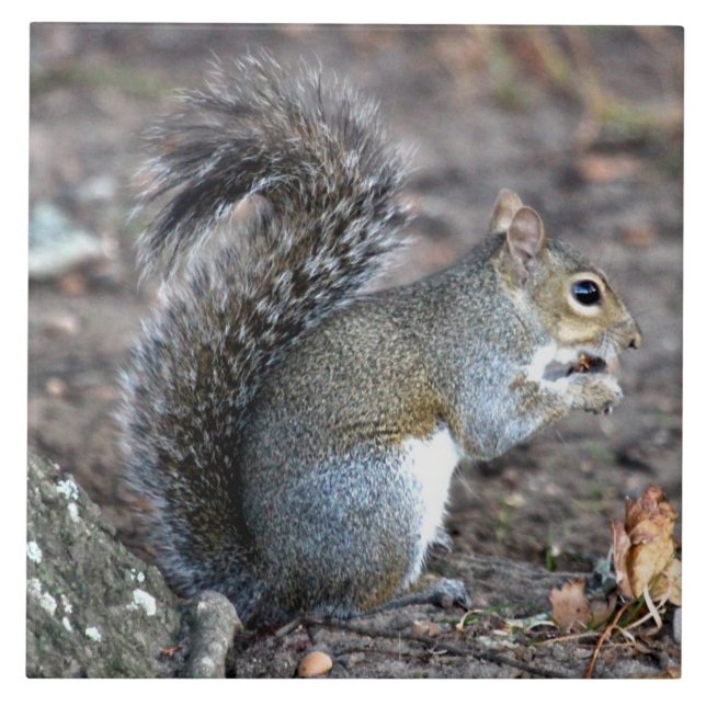 Eichhörnchen, das auf einer Eichel kaut Fliese (Vorderseite)