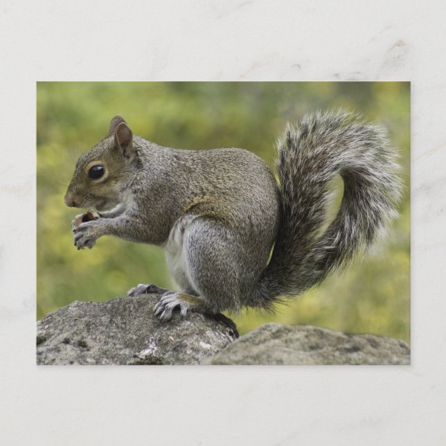 Eichhörnchen, das auf Felsen isst Postkarte (Vorderseite)