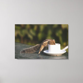 Eichhörnchen, das aus einer Kaffeetasse in Indien Leinwanddruck