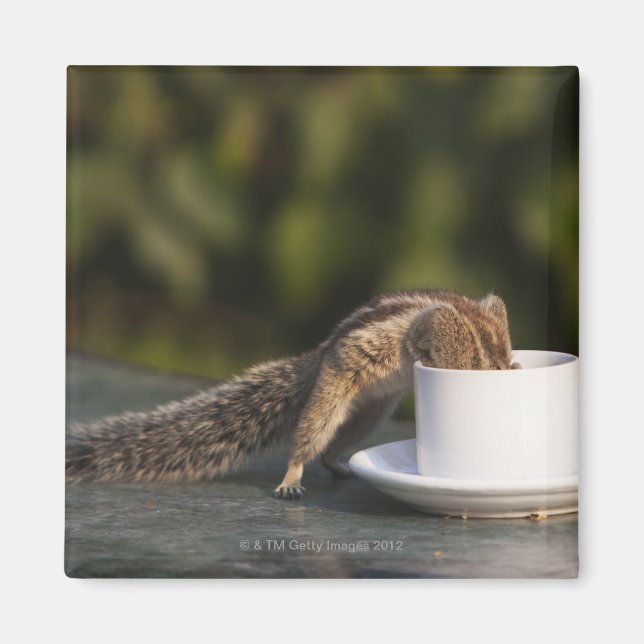 Eichhörnchen, das aus einer Kaffeetasse in Indien  Magnet (Vorne)