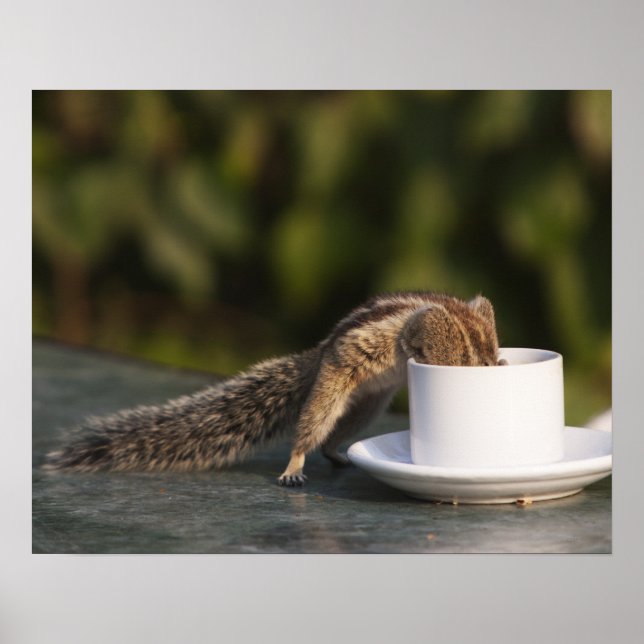 Eichhörnchen, das aus einer Kaffeetasse in Indien  Poster (Vorne)