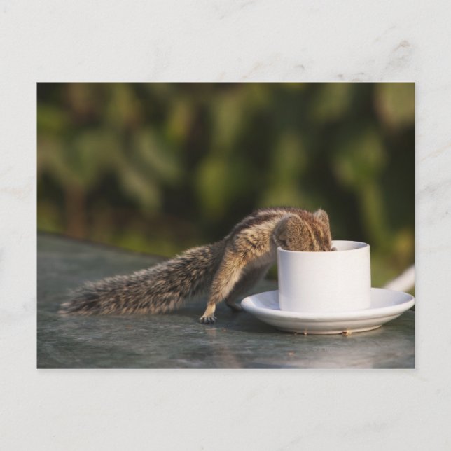 Eichhörnchen, das aus einer Kaffeetasse in Indien  Postkarte (Vorderseite)