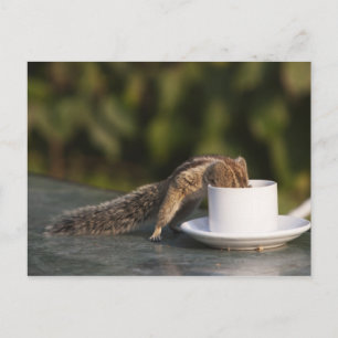 Eichhörnchen, das aus einer Kaffeetasse in Indien  Postkarte