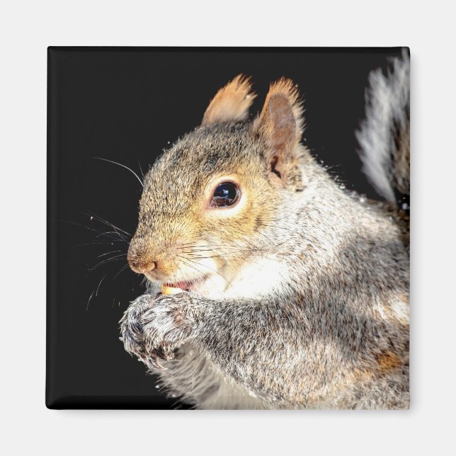 Eichhörnchen, das eine Nuss isst Magnet (Vorne)