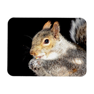Eichhörnchen, das eine Nuss isst Magnet