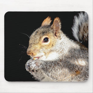 Eichhörnchen, das eine Nuss isst Mousepad