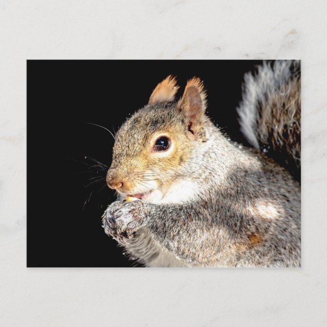 Eichhörnchen, das eine Nuss isst Postkarte (Vorderseite)