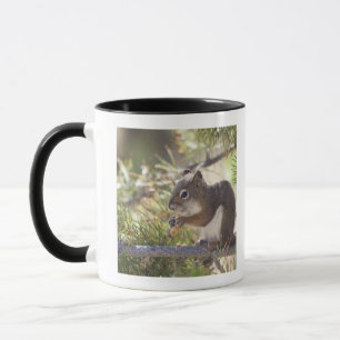 Eichhörnchen, das einen Kiefernkegel 2 isst Tasse
