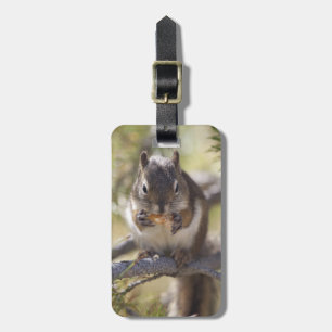 Eichhörnchen, das einen Kiefernkegel isst Gepäckanhänger