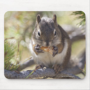 Eichhörnchen, das einen Kiefernkegel isst Mousepad