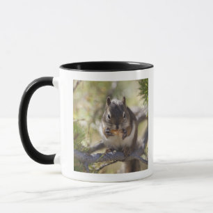 Eichhörnchen, das einen Kiefernkegel isst Tasse