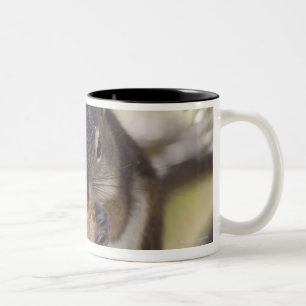 Eichhörnchen, das einen Kiefernkegel isst Zweifarbige Tasse