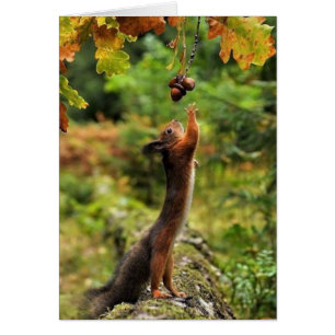 Eichhörnchen, das für Eicheln an einem Fall-Tag