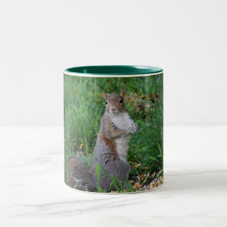 Eichhörnchen, das herauf Tasse sitzt