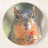 Eichhörnchen, das Käse-Hauch-Untersetzer hält