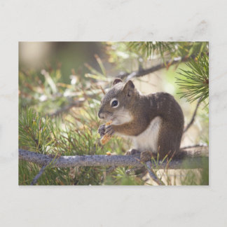 Eichhörnchen, das Kiefernzapfen 2 isst Postkarte