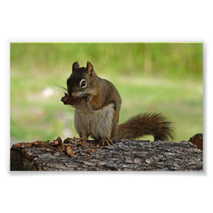 Eichhörnchen, der Con isst Fotodruck
