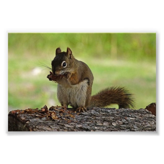 Eichhörnchen, der Con isst Fotodruck (Vorne)