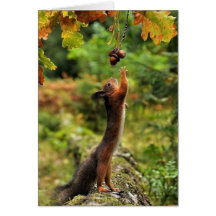 Eichhörnchen, die an einem Herbsttag nach Acorn ko