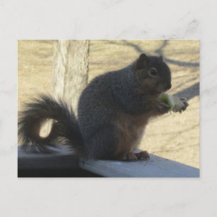 Eichhörnchen, die einen Apfel essen Postkarte