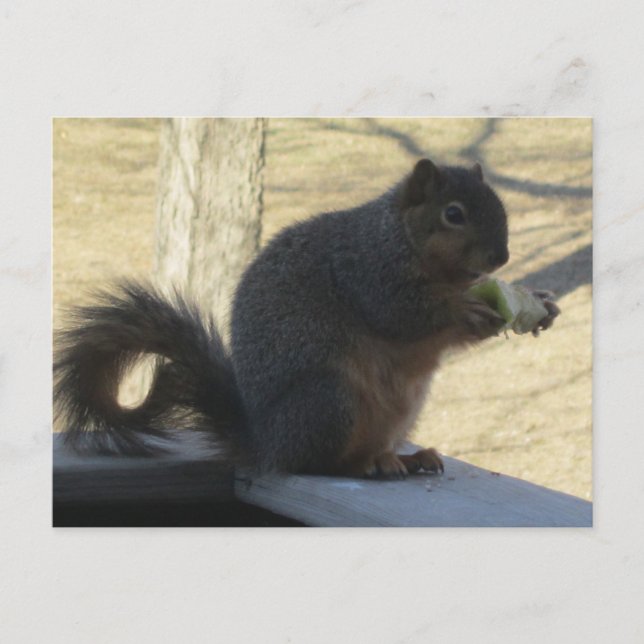 Eichhörnchen, die einen Apfel essen Postkarte (Vorderseite)