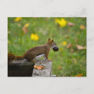 Eichhörnchen-Dieb Postkarte