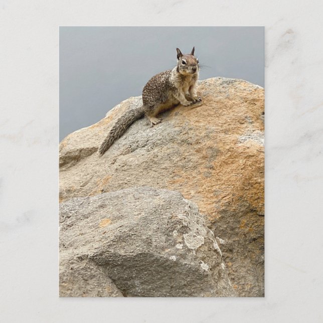 Eichhörnchen Einladungspostkarte (Vorderseite)