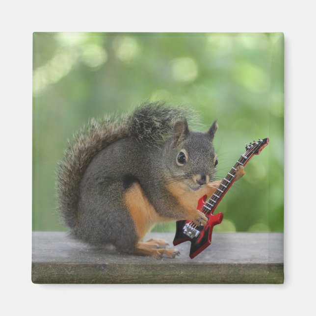 Eichhörnchen, Elektrische Gitarre spielen Magnet (Vorne)