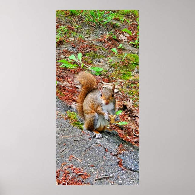 Eichhörnchen essen poster (Vorne)