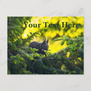 Eichhörnchen Feiertagspostkarte