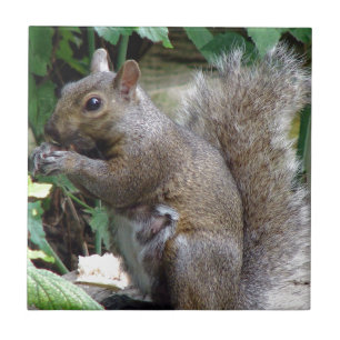 Eichhörnchen Fliese