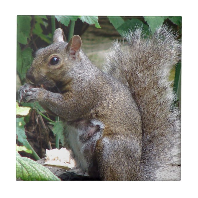 Eichhörnchen Fliese (Vorderseite)