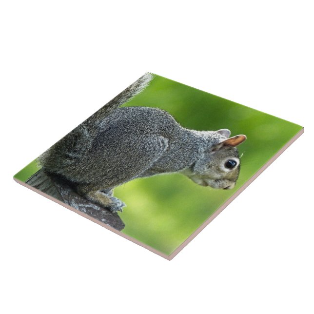 Eichhörnchen Fliese (Seite)