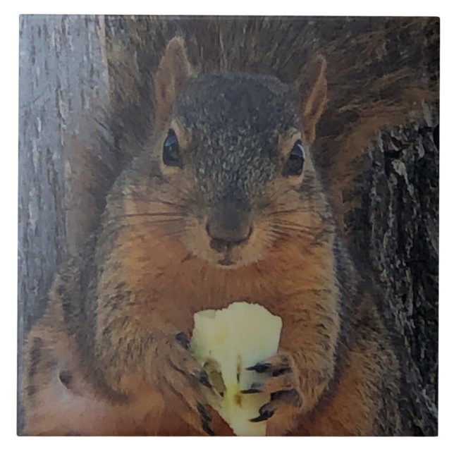 Eichhörnchen Fliese (Vorderseite)