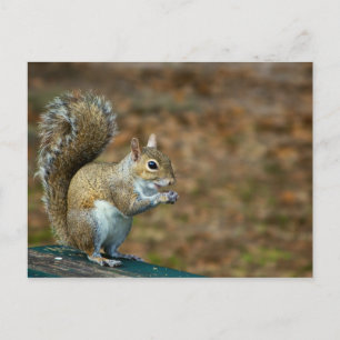 Eichhörnchen Foto 2014 Kalender Postkarte