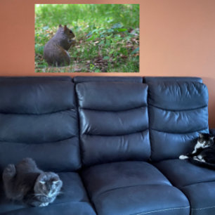 Eichhörnchen Foto Poster