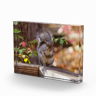 Eichhörnchen Fotoblock