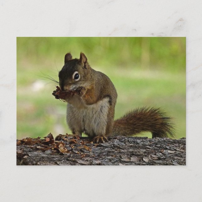Eichhörnchen frisst Zapfen Postkarte (Vorderseite)